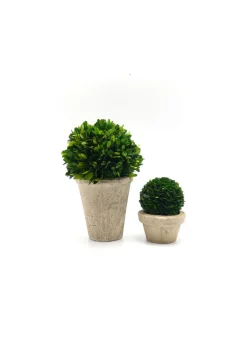 Preserved Boxwood Ball In Pot
