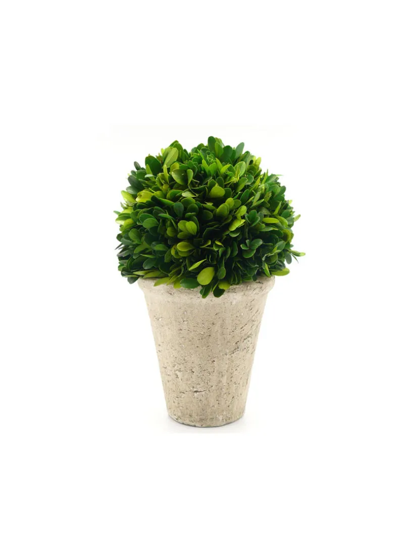 Preserved Boxwood Ball In Pot
