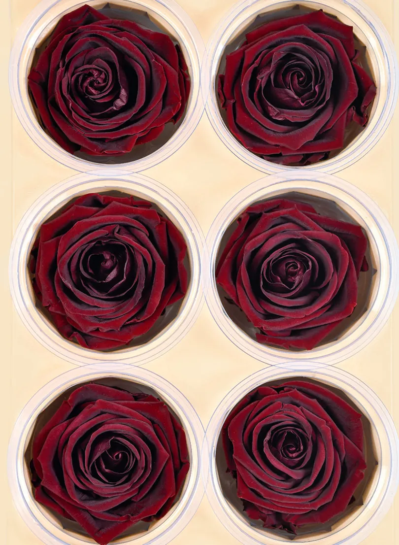 Preserved Burgundy Elegant Red Wine Rose, Set of 6