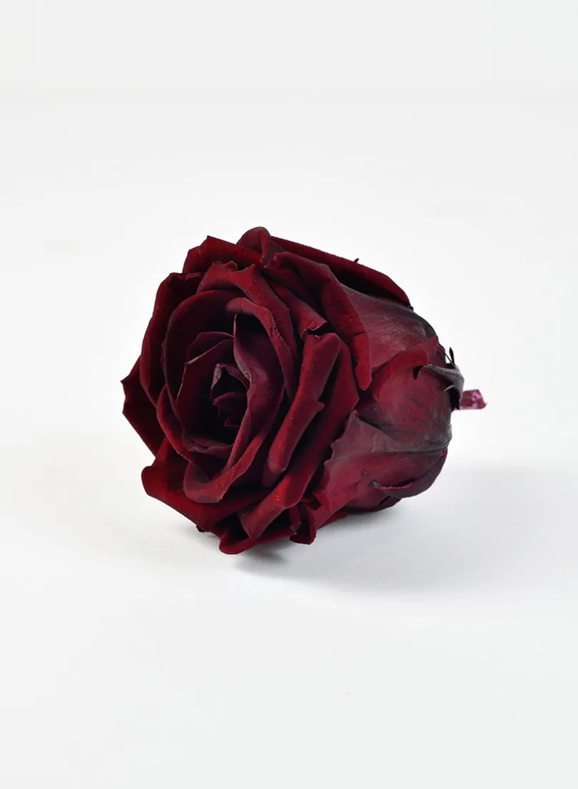 Preserved Burgundy Elegant Red Wine Rose, Set of 6
