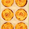 Preserved Gracious Yellow Rose, Set of 6