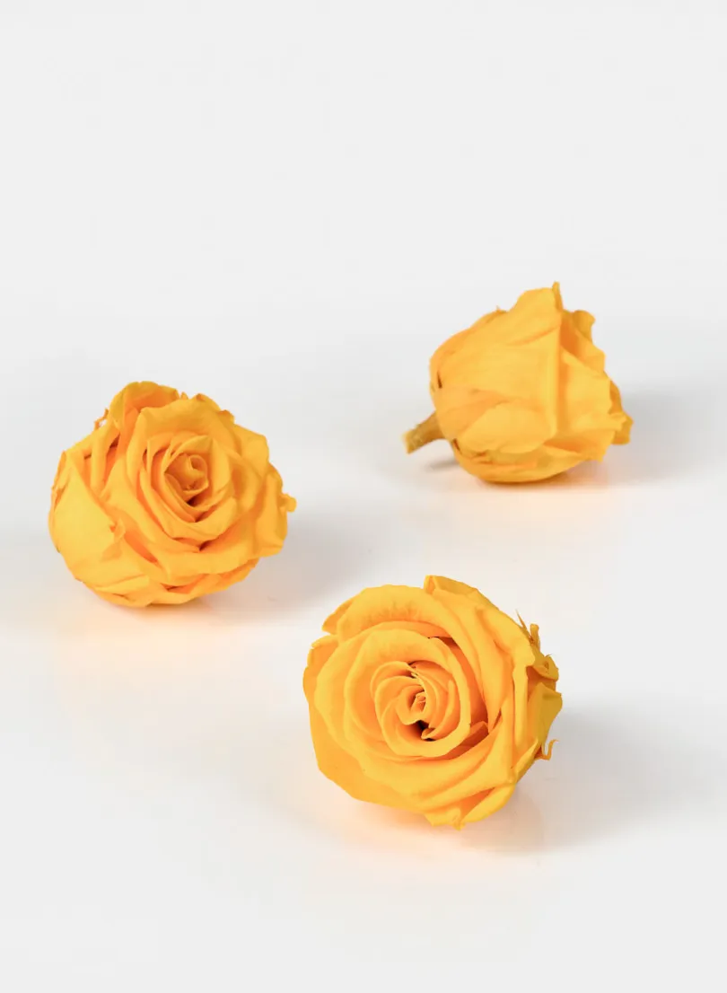 Preserved Gracious Yellow Rose, Set of 6