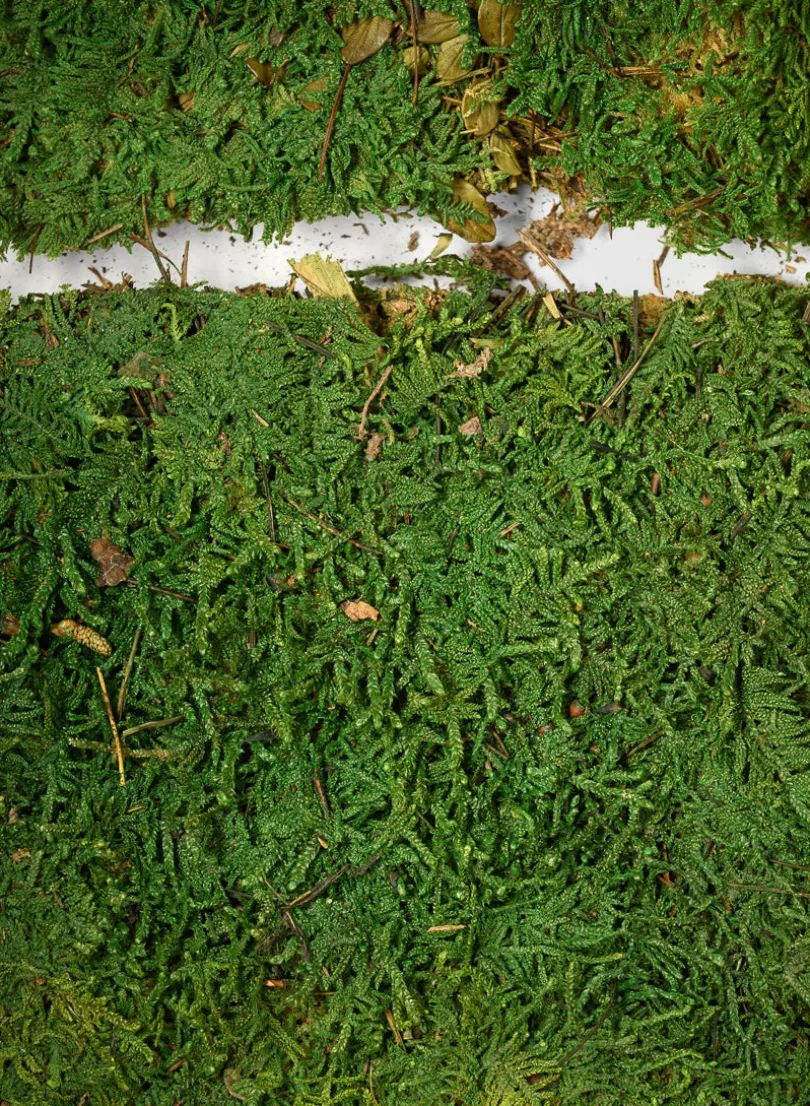 Preserved Green Sheet Moss