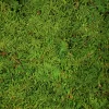 Preserved Green Sheet Moss, Bulk