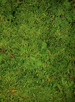 Preserved Green Sheet Moss, Bulk