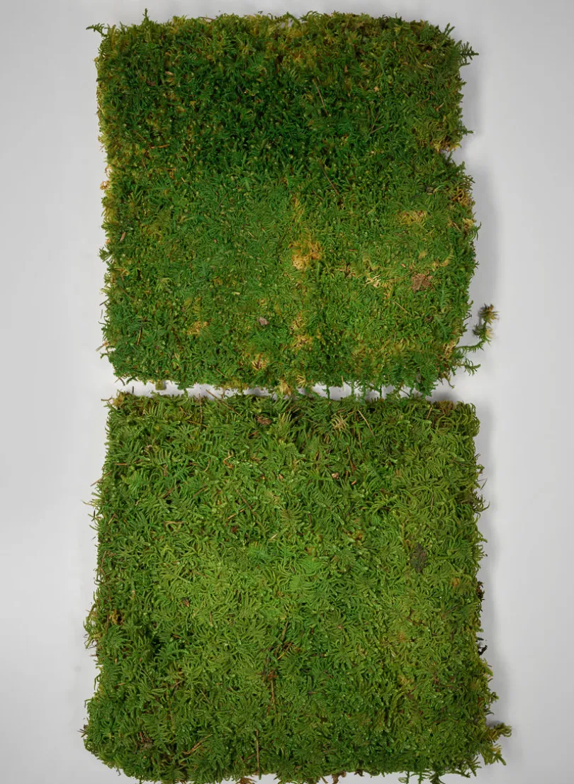 Preserved Green Sheet Moss, Bulk