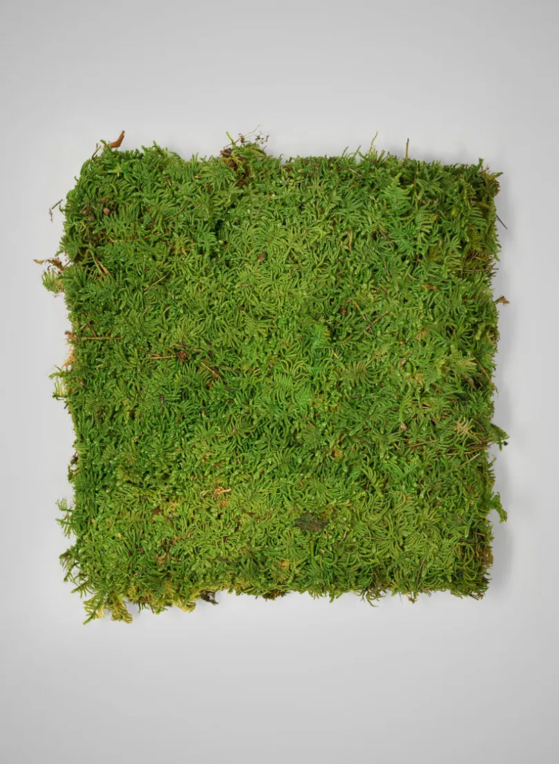Preserved Green Sheet Moss, Bulk