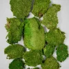 Preserved Mood Moss