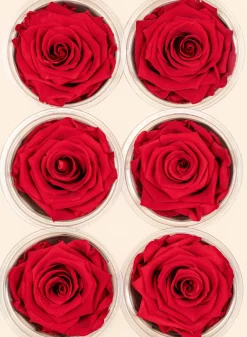 Preserved Passionate Red Rose, Set of 6