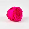 Preserved Sophisticated Magenta Rose, Set of 6