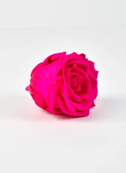 Preserved Sophisticated Magenta Rose, Set of 6