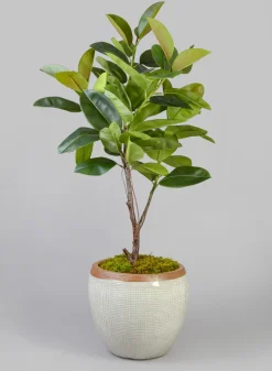 Rimmed Bowl Clay & Ceramic Planter, Yucatan Stone White