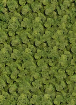 Spring Green Reindeer Moss, Bag