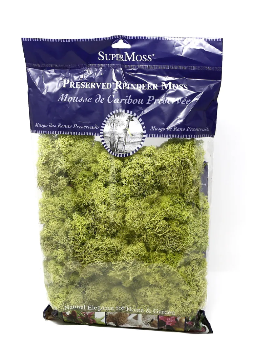 Super Moss Chartreuse Reindeer Moss