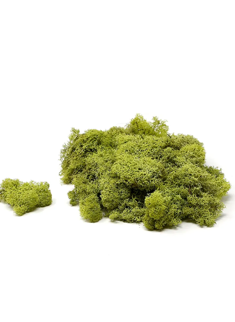 Super Moss Chartreuse Reindeer Moss