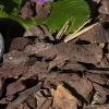 Timberline Pine Bark Nuggets 2cu ft