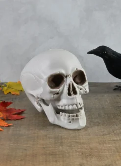 Uncle Alfred's Skull