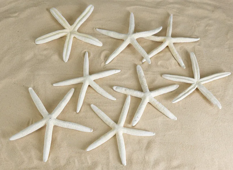 White Finger Starfish, Set of 12