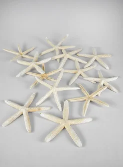 White Finger Starfish, Set of 12