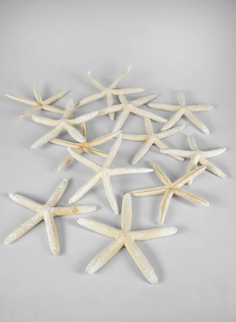 White Finger Starfish, Set of 12