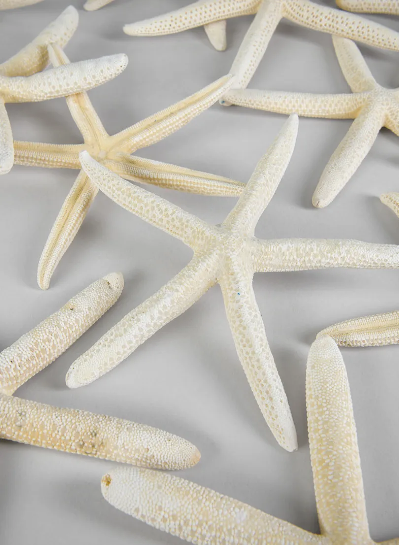 White Finger Starfish, Set of 12