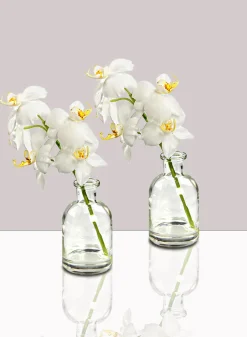 White Phalaenopsis Orchid in Glass Medicine Bottle, Set of 2